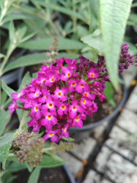 Budleja Dawida 'Magenta Munchkin'