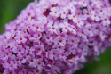 Budleja Dawida 'Pink Cascade'