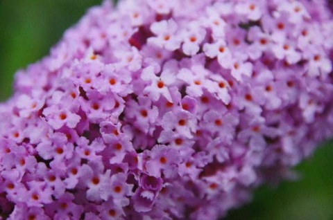 Budleja Dawida 'Pink Cascade'
