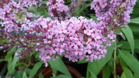 Budleja Dawida 'Pink Cascade'