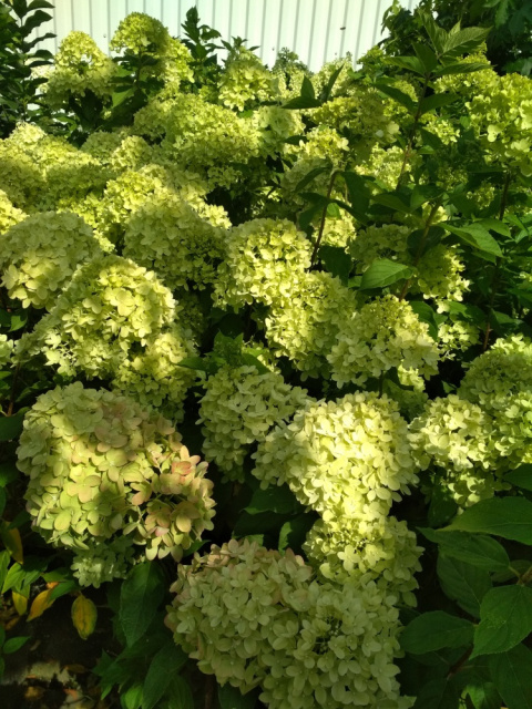 Hortensja bukietowa Little Lime pienna