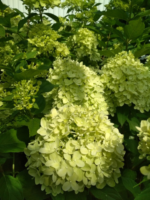 Hortensja bukietowa Little Lime pienna