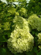 Hortensja bukietowa Little Lime pienna