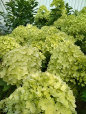 Hortensja bukietowa Little Lime pienna