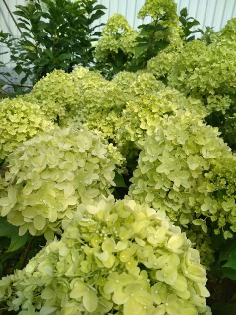 Hortensja bukietowa Little Lime pienna
