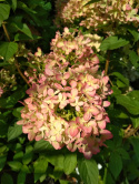 Hortensja bukietowa Little Lime