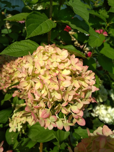 Hortensja bukietowa Little Lime