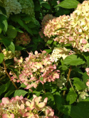 Hortensja bukietowa Little Lime pienna