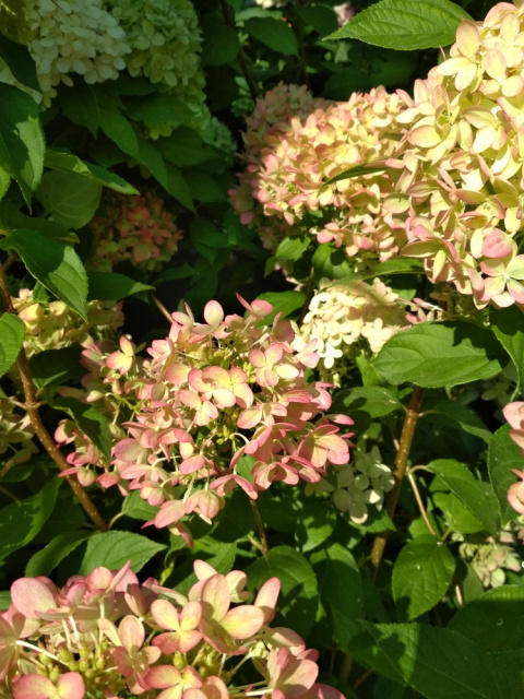 Hortensja bukietowa Little Lime pienna