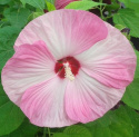 Ketmia bylinowa Summerific Perfect Storm Hibiskus