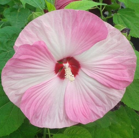 Ketmia bylinowa Summerific Perfect Storm Hibiskus
