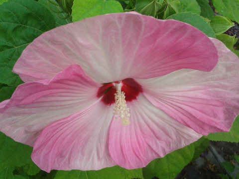 Ketmia bylinowa Summerific Perfect Storm Hibiskus