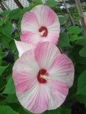Ketmia bylinowa Summerific Perfect Storm Hibiskus