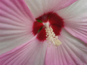 Ketmia bylinowa Summerific Perfect Storm Hibiskus
