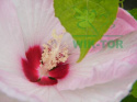 Ketmia bylinowa Summerific Perfect Storm Hibiskus