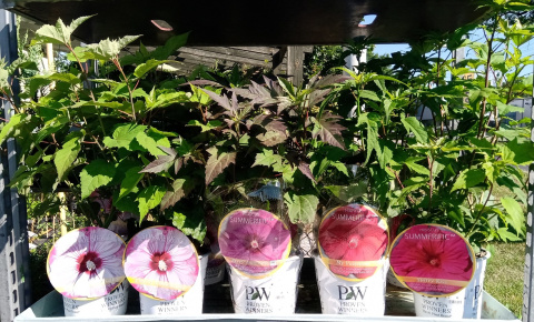 Ketmia bylinowa Hibiscus Summerific Candy Crush