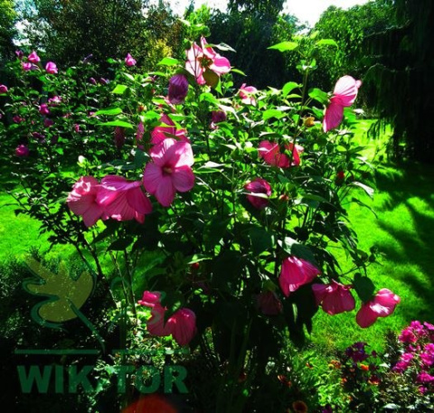 Ketmia bylinowa Hibiscus Summerific Candy Crush