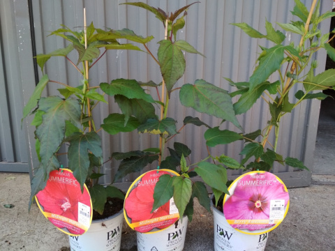 Ketmia bylinowa Hibiscus Summerific Candy Crush