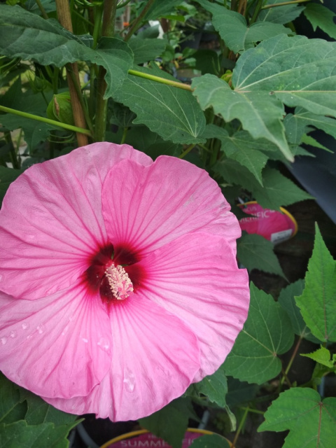 Ketmia bylinowa Hibiscus Summerific Candy Crush