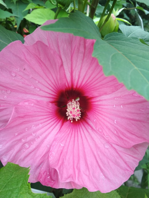 Ketmia bylinowa Hibiscus Summerific Candy Crush