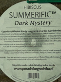 Ketmia bylinowa Hibiskus Summerific Dark Mystery