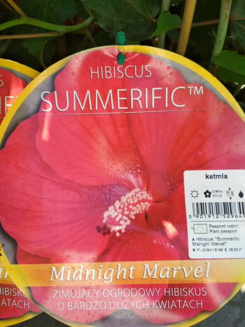 Ketmia bylinowa Hibiskus Summerific Midnight Marvel