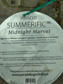 Ketmia bylinowa Hibiskus Summerific Midnight Marvel