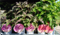 Ketmia bylinowa Hibiskus Summerific Vintage Wine