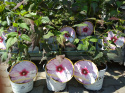 Ketmia bylinowa Hibiskus Summerific Vintage Wine