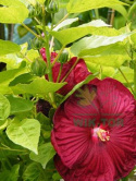 Ketmia bylinowa Hibiskus Summerific Vintage Wine