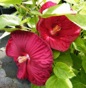 Ketmia bylinowa Hibiskus Summerific Vintage Wine