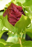 Ketmia bylinowa Hibiskus Summerific Vintage Wine