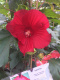 Ketmia bylinowa Hibiskus Summerific Midnight Marvel