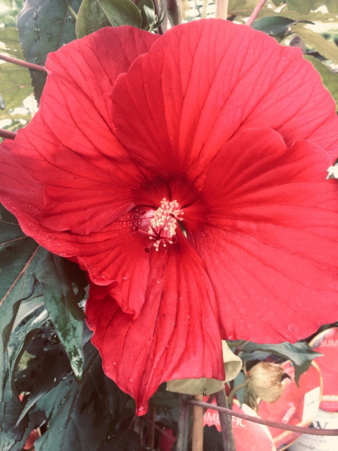 Ketmia bylinowa Hibiskus Summerific Midnight Marvel