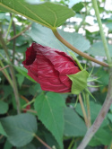 Ketmia bylinowa Hibiskus Summerific Vintage Wine