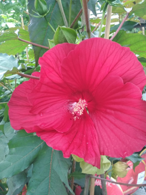 Ketmia bylinowa Hibiskus Summerific Vintage Wine