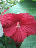 Ketmia bylinowa Hibiskus Summerific Vintage Wine