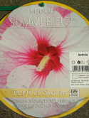 Ketmia bylinowa Summerific Perfect Storm Hibiskus