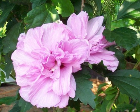 Ketmia syryjska różowy pełny Hibiskus na pniu