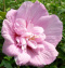 Ketmia syryjska różowy pełny Hibiskus na pniu