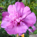 Ketmia syryjska różowy pełny Hibiskus na pniu