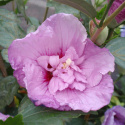 Ketmia syryjska różowy pełny Hibiskus na pniu