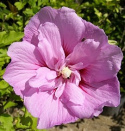 Ketmia syryjska różowy pełny Hibiskus na pniu