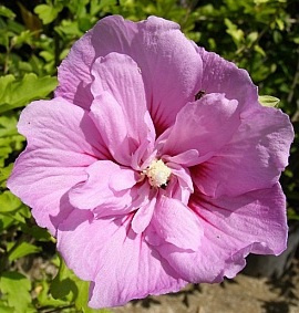 Ketmia syryjska różowy pełny Hibiskus na pniu