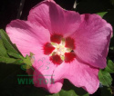 Ketmia syryjska różowy Hibiskus na pniu pstry liść