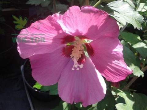 Ketmia syryjska różowy Hibiskus na pniu pstry liść