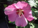 Ketmia syryjska różowy Hibiskus na pniu pstry liść