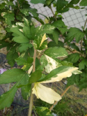 Ketmia syryjska różowy Hibiskus na pniu pstry liść