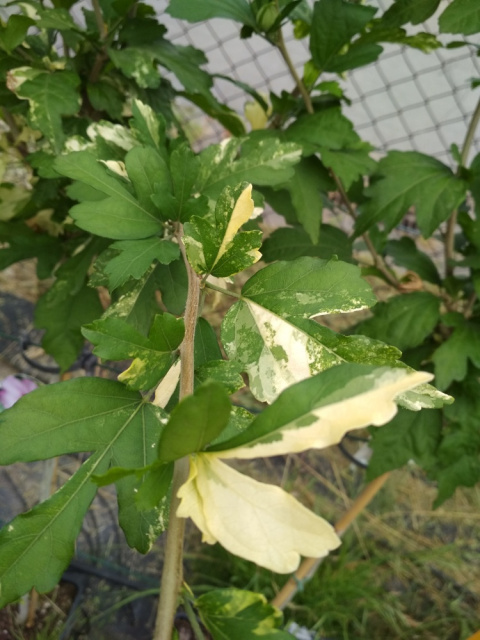 Ketmia syryjska różowy Hibiskus na pniu pstry liść