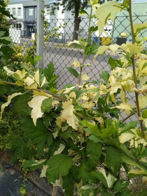 Ketmia syryjska różowy Hibiskus na pniu pstry liść